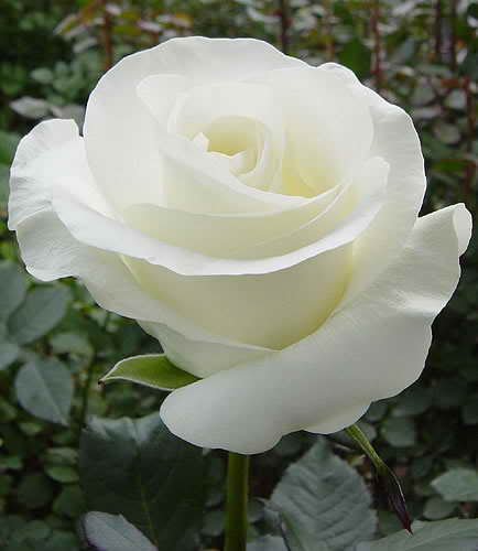 Hoa hồng trắng