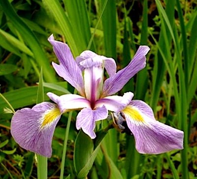 15-loai-hoa-lang-man-nhat-tang-phai-dep1