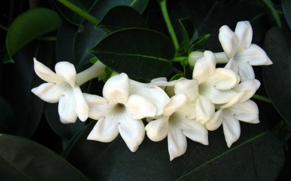 15-loai-hoa-lang-man-nhat-tang-phai-dep14