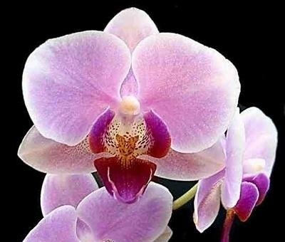 15-loai-hoa-lang-man-nhat-tang-phai-dep6