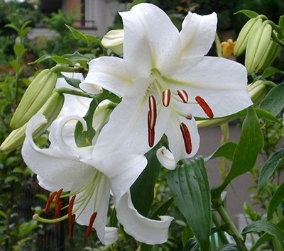 15-loai-hoa-lang-man-nhat-tang-phai-dep7
